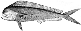 Familia Coriphaenidae_claves.jpg